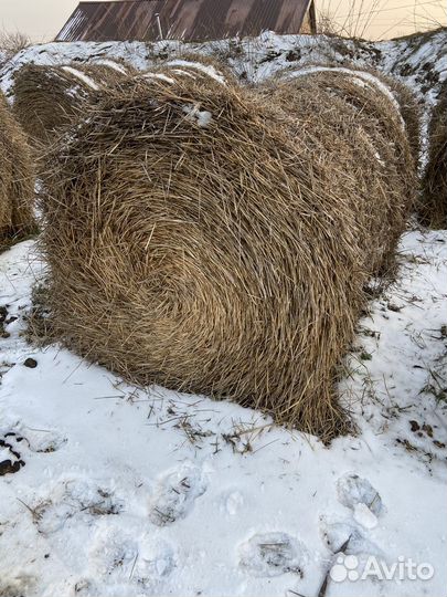 Солома пшеничная