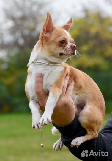 Вязка собак чихуахуа