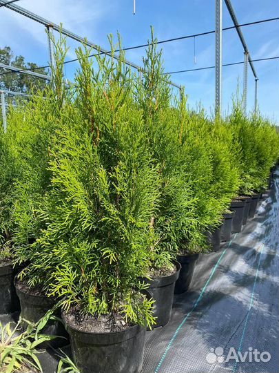 Туя Смарагд