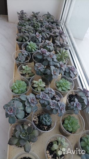 Суккуленты