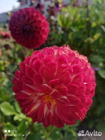 Клубни георгинов