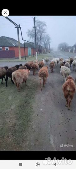 Овцы Эдб- Гиссар 20гв, В долг рассрочки нет