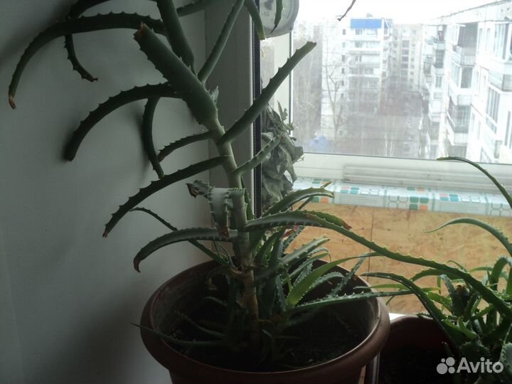 Алоэ столетник (лечебный)