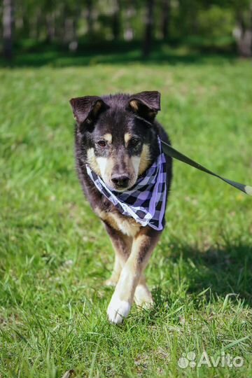 Собаке Зосе нужен шанс