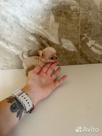 Экстро микро мальчик до 1кг