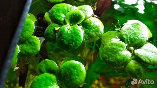 Аквариумные растения лимнобиум обмен валлиснерия объявление продам