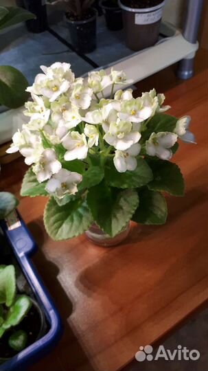 Детки сортовых фиалок