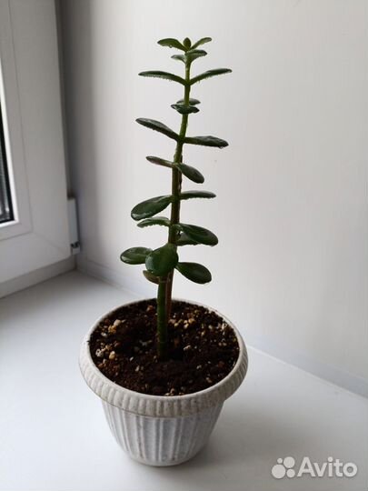 Денежное дерево