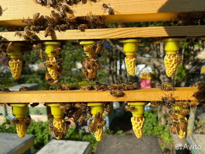 Пчелы, Пчелопакеты и Матки Бакфаст ф1 этого года