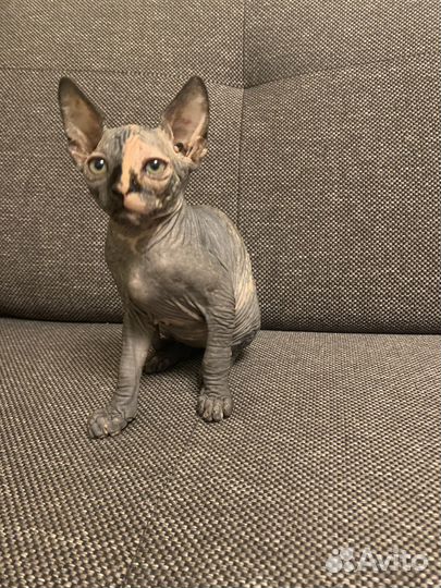 Канадский сфинкс котята