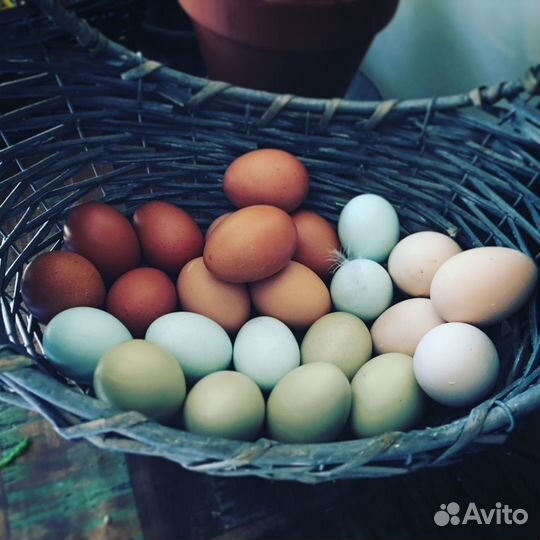 Инкубационное яйцо,цыплята,молодняк