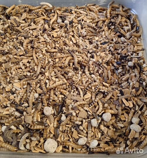 Кормовые насекомые (сверчки, зофобас и др.)