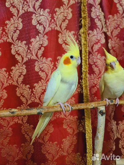 Попугай корелла (выкормыш)