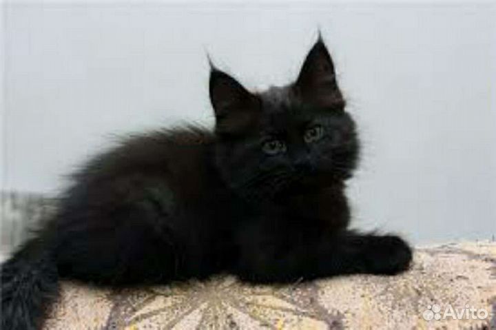 Сибирские черныши