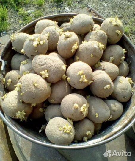 Семенной картофель