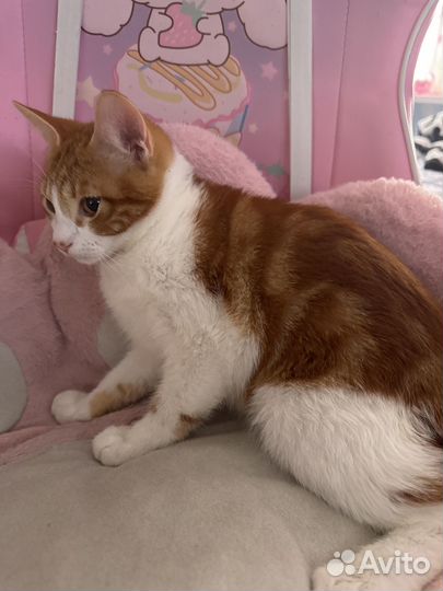 Рыжий котенок