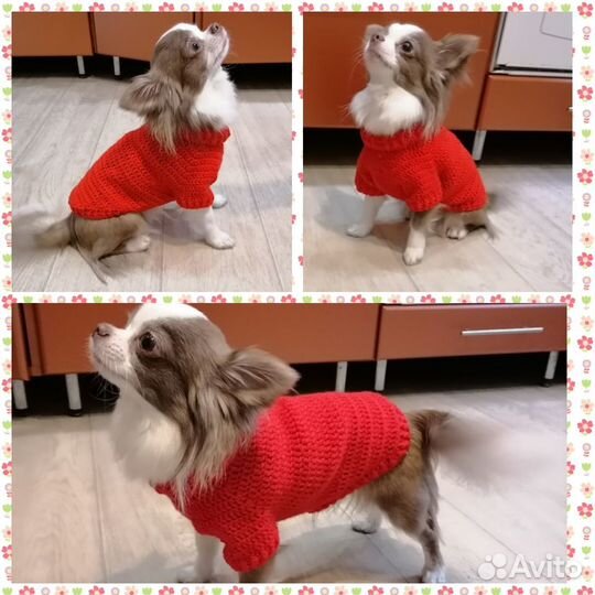 Одежда для собак