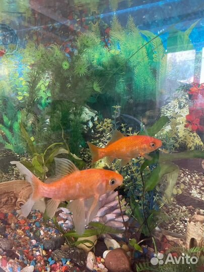 Золотая рыбка 