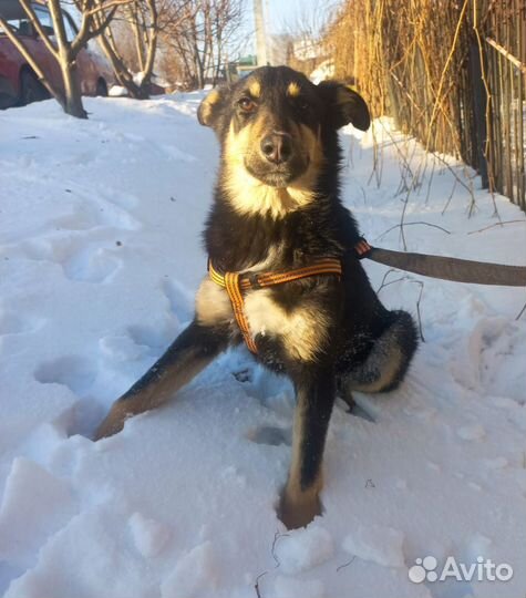 Щенок в добрые руки