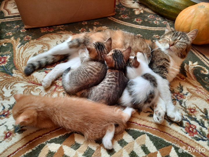 Котята в добрые руки