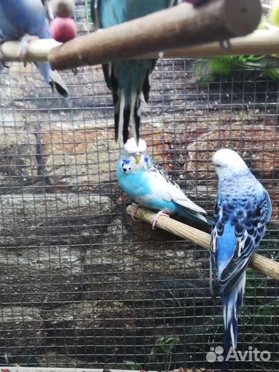 Ввп чехи самки в пару и птенцы