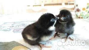 Разная домашняя птица