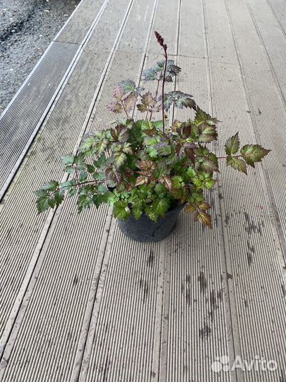 Астильба,хоста,лилейники