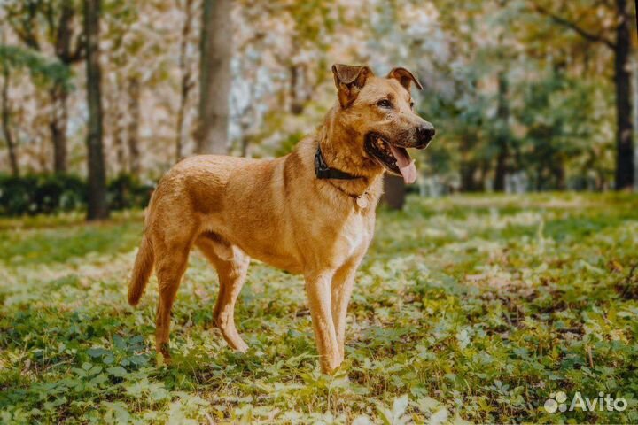 Собака по кличке Чубайс ищет дом
