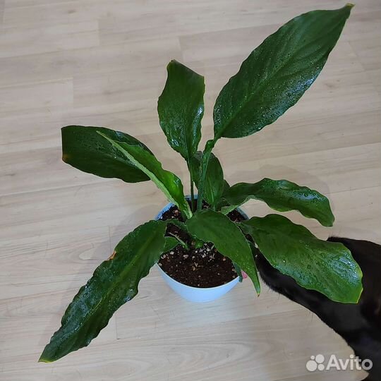 Спатифиллум