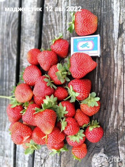 Саженцы клубники Маджестик