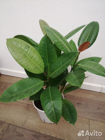 Фикус Шривериана