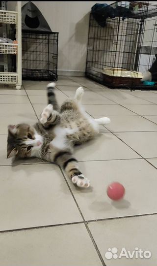 Котик Мурчик ищет дом