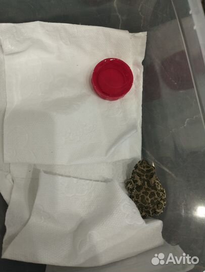 Земляная жаба