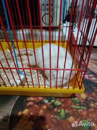 Крыса дамбо с клеткой