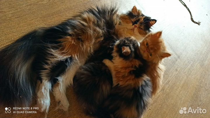 Продам персидских котят