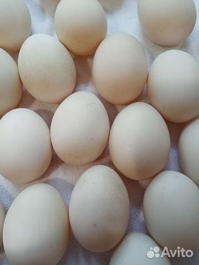 Индоутята, Утки, Селезни