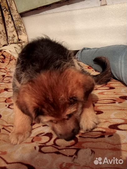 Щенок в ответственным и заботливым хозяевам