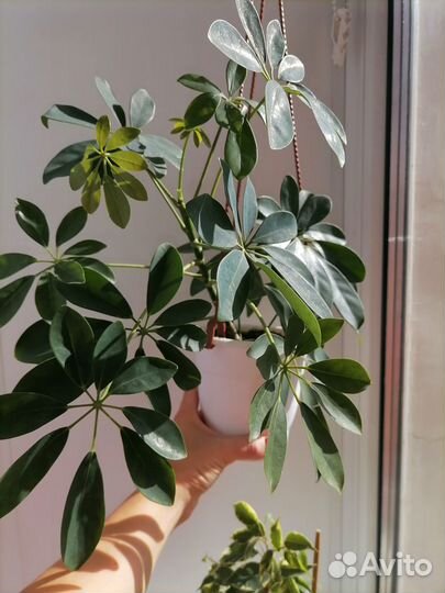 Продам цветы в связи с переездом