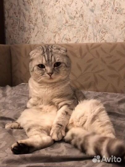 Кот для вязки
