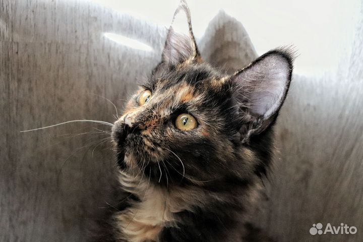 Котята мейн-кун