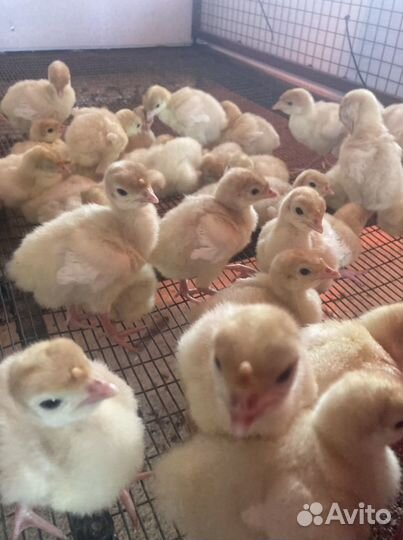 Муларды, гусята, индюшата, утята, бройлер, куры