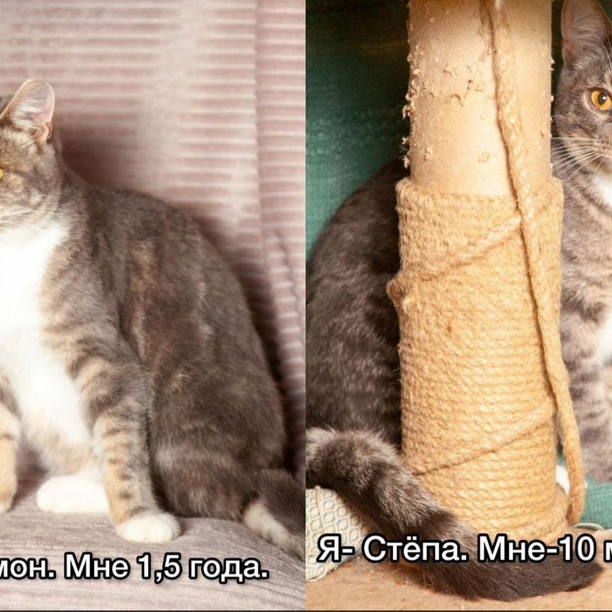 Котики Саймон и Стёпа ищут дом