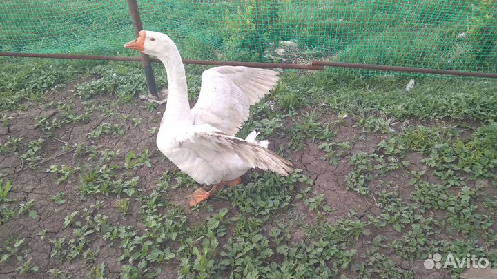 Семья гусей