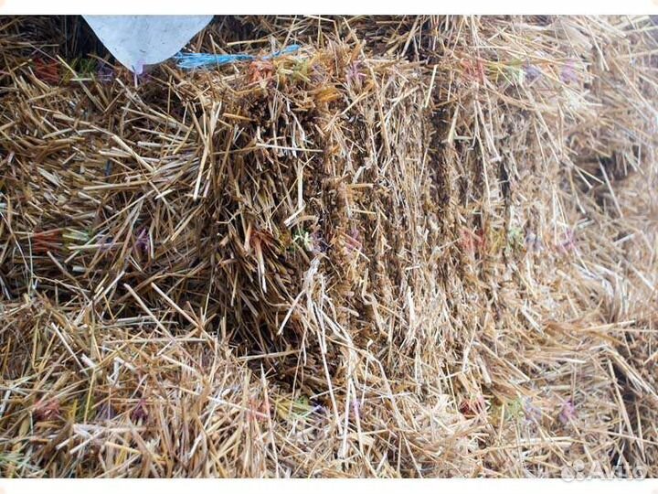 Солома в рулонах и тюках принимаю заказ на свежую