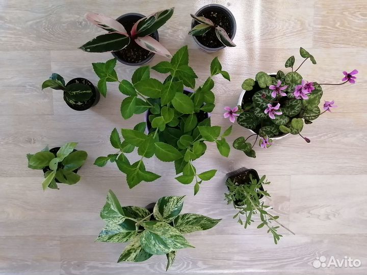 Комнатные цветы. Разные