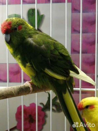 Попугай какарик