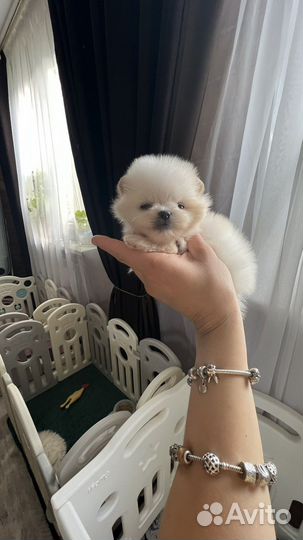 Микра и мини малыши шпица