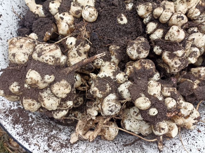 Топинамбур