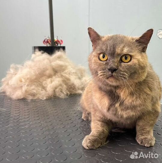 Груминг собак и кошек