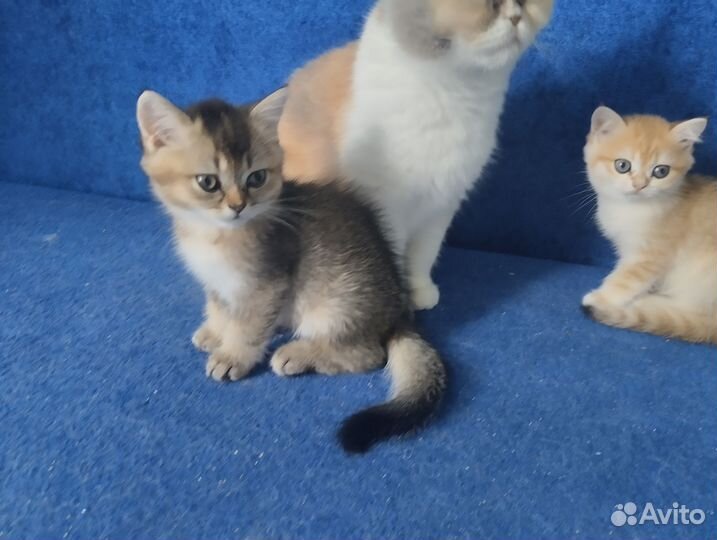 Британский котик